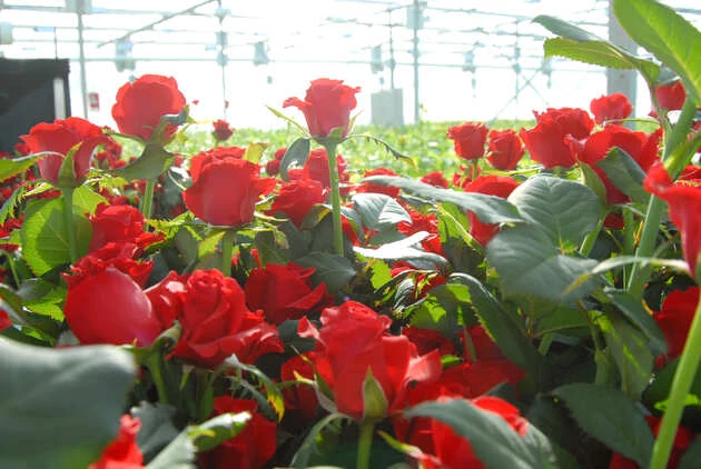 Внедрение Склад 15 и автоматизация работы на цветочном производстве, г. Краснодар Внедрение Склад 15 и автоматизация работы на цветочном производстве, г. Краснодар